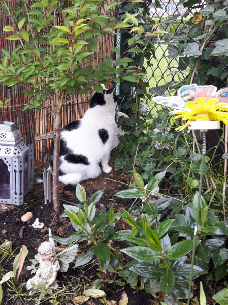 rainbowbridgefurriends