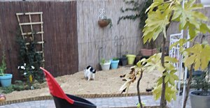 thankfulthursdaydream