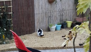 thankfulthursdaydream