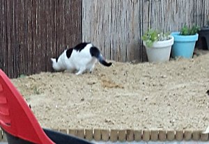 thankfulthursdaydream