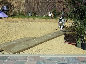 thankfulthursdaygarden