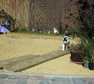 thankfulthursdaygarden