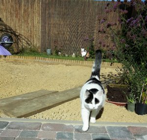 thankfulthursdaygarden