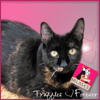 truffles-forever-large