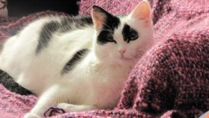 caturdayartbeautyqueen