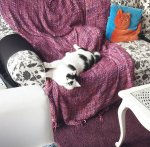 caturdayartversatileaward