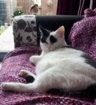 caturdayartversatileaward