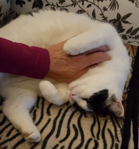 caturdayartversatileaward