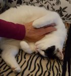 caturdayartversatileaward