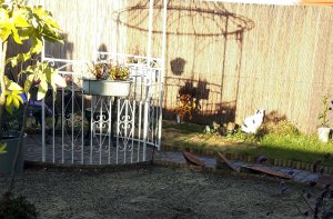 caturdayartwalkingarbour