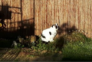 caturdayartwalkingarbour