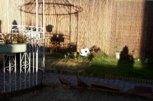 caturdayartwalkingarbour