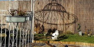 caturdayartwalkingarbour