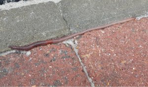 thankfulthursdayearthworm