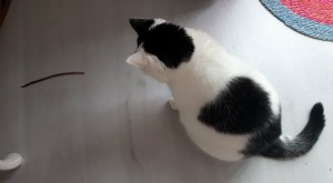 thankfulthursdayearthworm