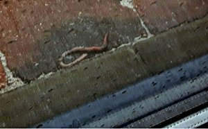 thankfulthursdayearthworm