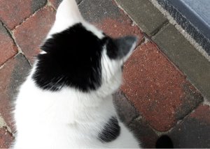 thankfulthursdayearthworm