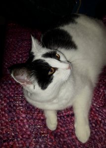 thankfulthursdaythanksgiving