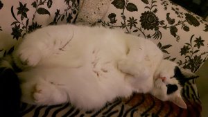 twinklewordlesswednesday