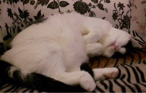 twinklewordlesswednesday