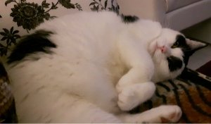 twinklewordlesswednesday