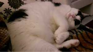 twinklewordlesswednesday