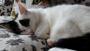 caturdayart3-12-2016