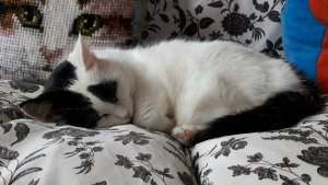 caturdayart3-12-2016