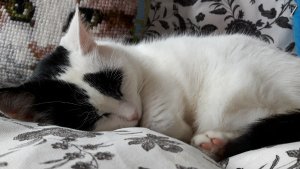 caturdayart3-12-2016