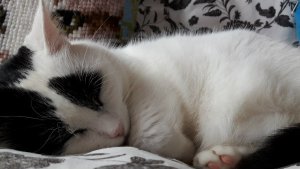 caturdayart3-12-2016