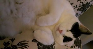 doityourselfies-and-art