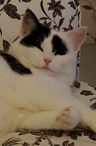 do-it-yourselfies and art