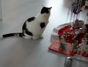 sundayselfieinsistor