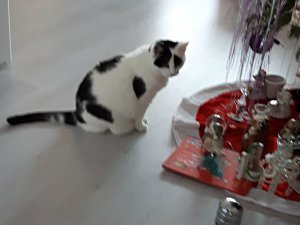 sundayselfieinsistor