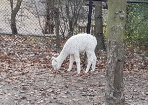 sundayselfiesintrooders