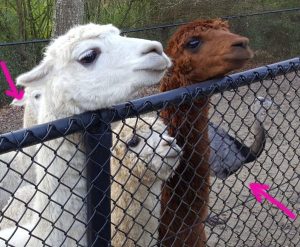 sundayselfiesintrooders