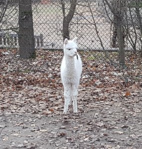 sundayselfiesintrooders