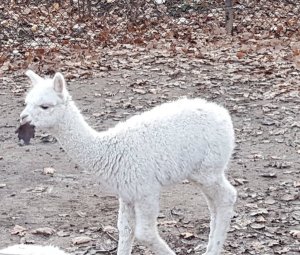 sundayselfiesintrooders