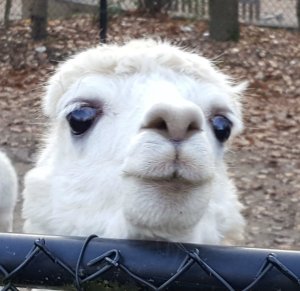 sundayselfiesintrooders