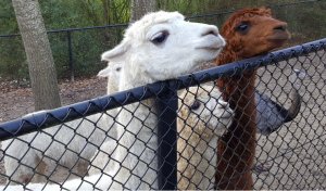 sundayselfiesintrooders