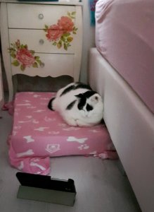 thankfulliebsteraward