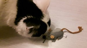 thankfulliebsteraward