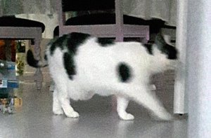 thankfulliebsteraward