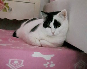 thankfulliebsteraward