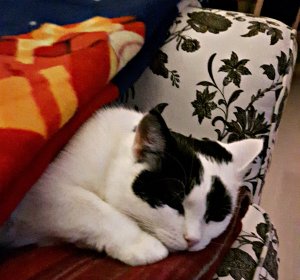 frozencaturdayart-jpg