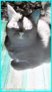 imageedit_19_9781660903