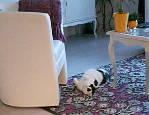 thankfulthursdaycarpet