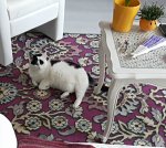 thankfulthursdaycarpet