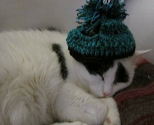 caturdayartwithbobblehat