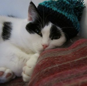 caturdayartwithbobblehat